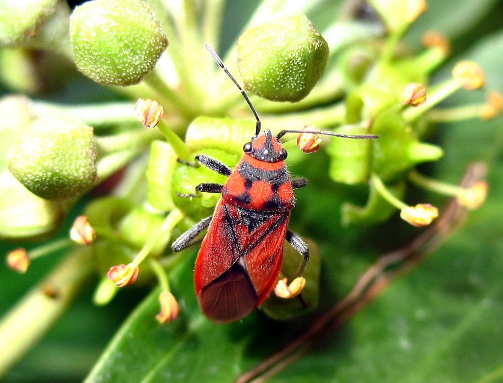 Un altro Graptostethus servus!